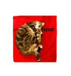 猫姉妹1（個別スタンプ：8）