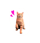 大山家の猫たち（個別スタンプ：1）