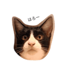 大山家の猫たち（個別スタンプ：4）