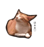 大山家の猫たち（個別スタンプ：6）