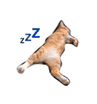 大山家の猫たち（個別スタンプ：13）