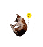 大山家の猫たち（個別スタンプ：14）