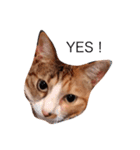 大山家の猫たち（個別スタンプ：16）