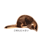 大山家の猫たち（個別スタンプ：23）