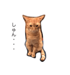大山家の猫たち（個別スタンプ：24）
