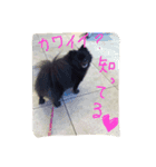 黒ポメ晴琉さん（個別スタンプ：6）