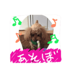 愛娘犬ぷぅ（個別スタンプ：1）