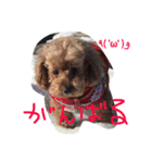 愛娘犬ぷぅ（個別スタンプ：5）