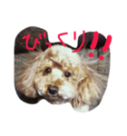 愛娘犬ぷぅ（個別スタンプ：8）