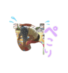 ハラペコゆあ（個別スタンプ：3）