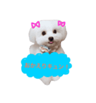 ティアラの日常♩（個別スタンプ：1）