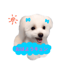 ティアラの日常♩（個別スタンプ：4）