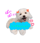 ティアラの日常♩（個別スタンプ：5）