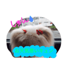 ティアラの日常♩（個別スタンプ：8）