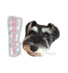 ニコラス山のケイジくん（個別スタンプ：4）