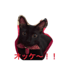 やまとが気持ちを伝えます④。（個別スタンプ：23）