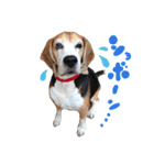 Bow-wow！！Beagle's stamp（個別スタンプ：1）