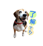 Bow-wow！！Beagle's stamp（個別スタンプ：2）