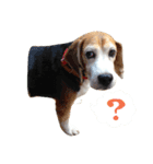Bow-wow！！Beagle's stamp（個別スタンプ：3）