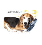 Bow-wow！！Beagle's stamp（個別スタンプ：4）