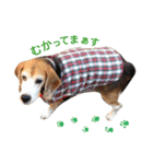 Bow-wow！！Beagle's stamp（個別スタンプ：5）