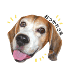 Bow-wow！！Beagle's stamp（個別スタンプ：7）