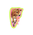 animals photos（個別スタンプ：2）
