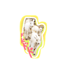 animals photos（個別スタンプ：3）
