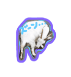 animals photos（個別スタンプ：4）