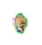 animals photos（個別スタンプ：6）