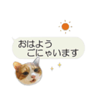 ねこちゃんのにゃんにゃん挨拶 写真（個別スタンプ：3）