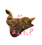 我が家の王様しーちゃん（個別スタンプ：1）