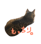 我が家の王様しーちゃん（個別スタンプ：2）