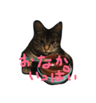 我が家の王様しーちゃん（個別スタンプ：4）