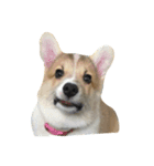 BB the corgi（個別スタンプ：1）