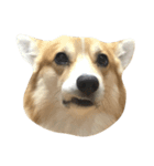 BB the corgi（個別スタンプ：2）