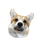 BB the corgi（個別スタンプ：3）