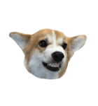 BB the corgi（個別スタンプ：4）