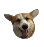 BB the corgi（個別スタンプ：5）