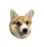 BB the corgi（個別スタンプ：6）