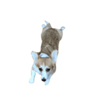 BB the corgi（個別スタンプ：7）