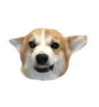 BB the corgi（個別スタンプ：8）