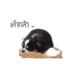IQ Shogun（個別スタンプ：15）