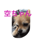 空ちゃんのスタンプ（個別スタンプ：1）