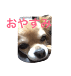 空ちゃんのスタンプ（個別スタンプ：3）