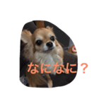 空ちゃんのスタンプ（個別スタンプ：7）