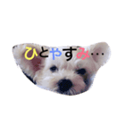 元気なゆず吉スタンプ（個別スタンプ：2）