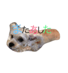 元気なゆず吉スタンプ（個別スタンプ：6）