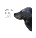 the little dogs（個別スタンプ：1）