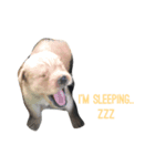 the little dogs（個別スタンプ：2）